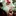 SinBone 1404274