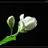 jasmine142301 142301