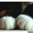 幸福的猫咪 2562379