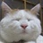 红眼狗狗 1752886
