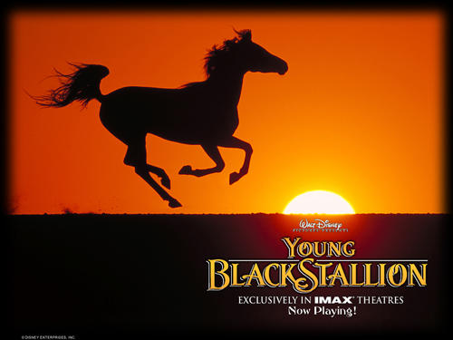 黑神驹前传the young black stallion(2003)桌面 #03
