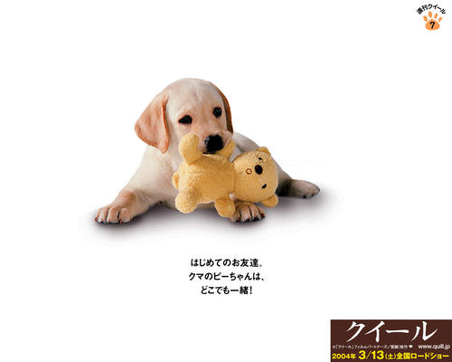 导盲犬小qquill(2004)桌面 #07b