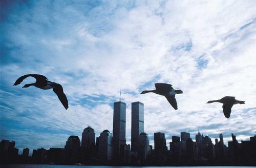 迁徙的鸟le peuple migrateur(2001)剧照 #08