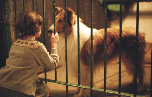 灵犬莱西 官方剧照