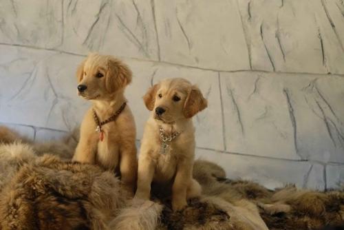 雪狗兄弟snow buddies(2008)剧照 #08